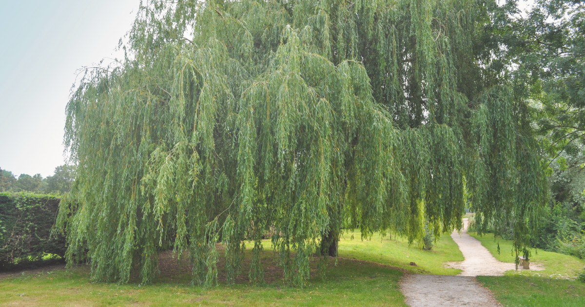 Weeping Willow.png