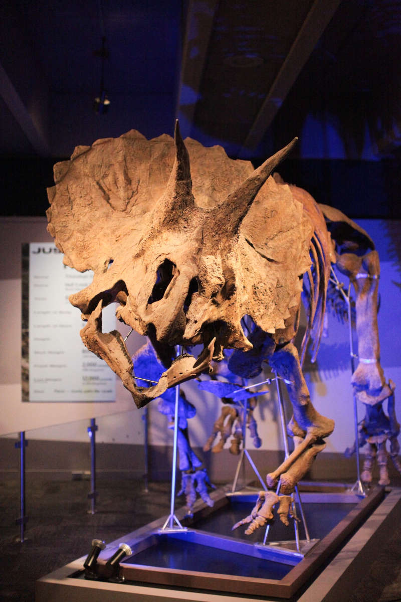 Dinosaur Skeleton, Museum of Science