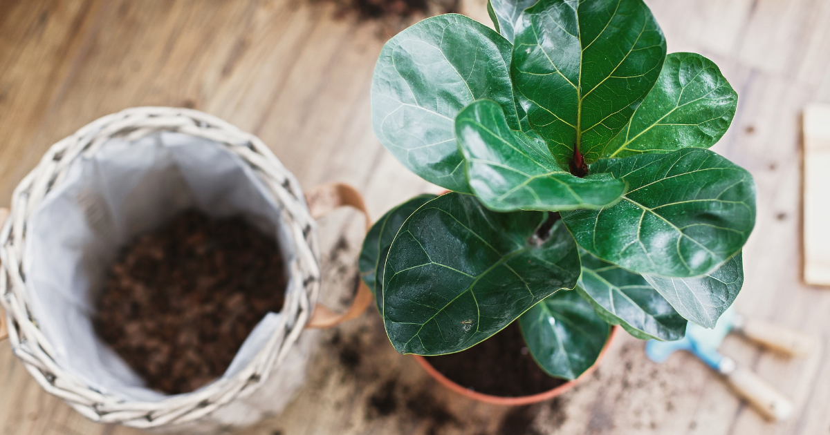 fiddle leaf fig repotting.png