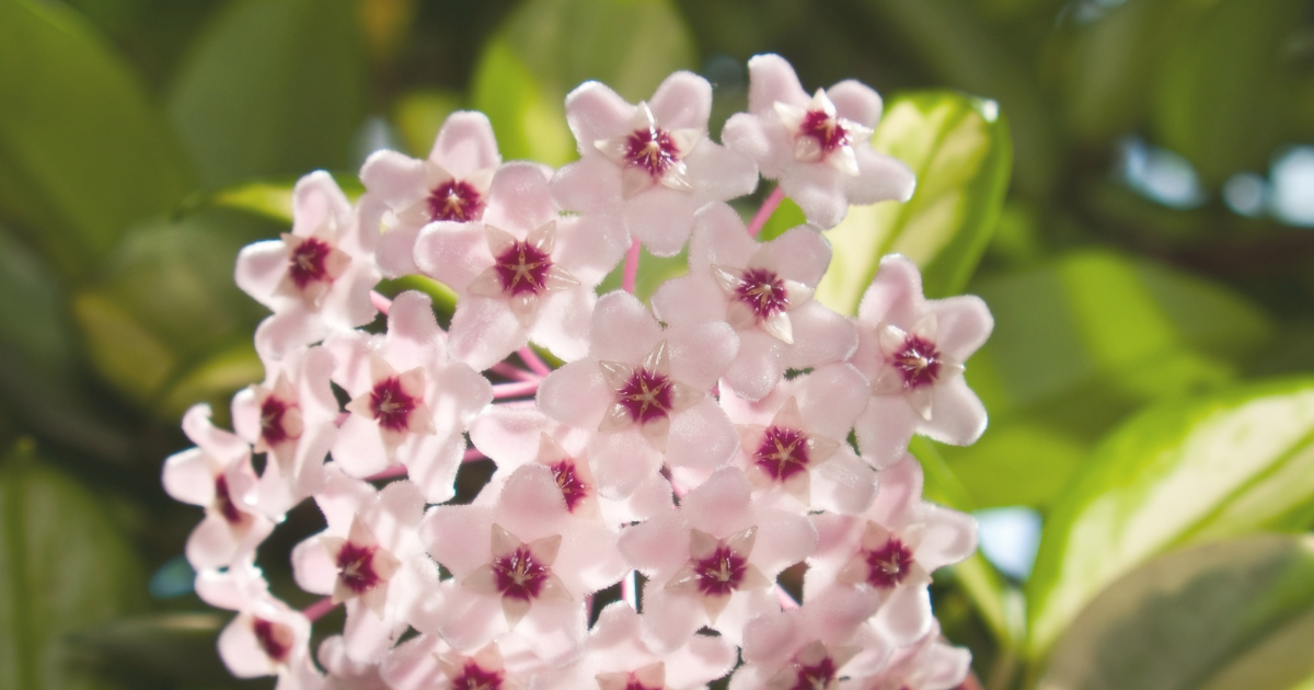 Hoya Carnosa.png