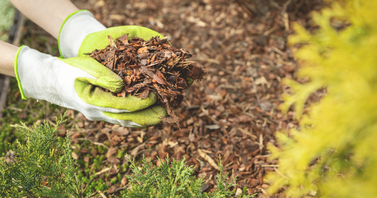 Mulch to Conserve Moisture.png
