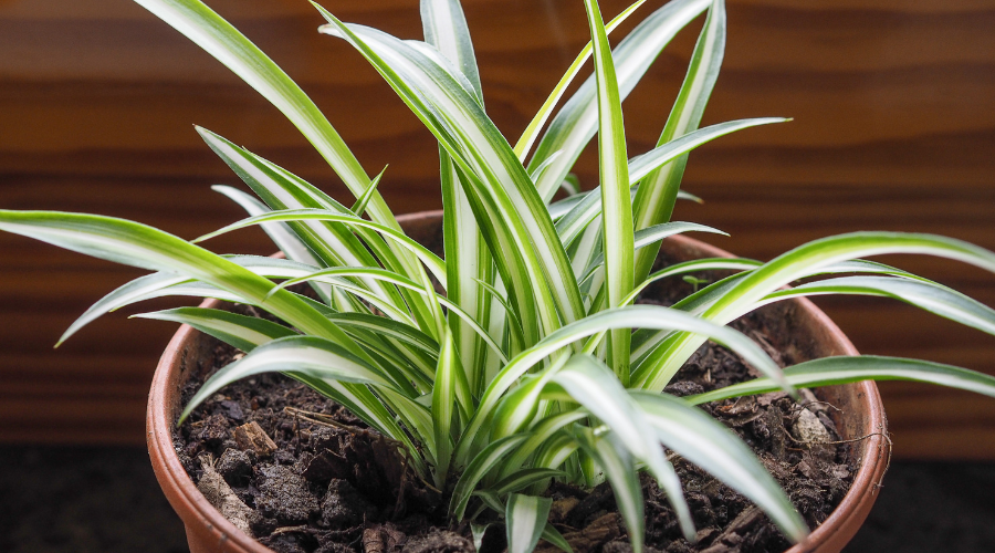 how-to-water-spider-plant.png