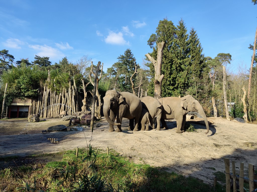 Dierenpark-Amersfoort-olifanten-Review-en-ervaringen-op-de-blog-Middel (2).jpg