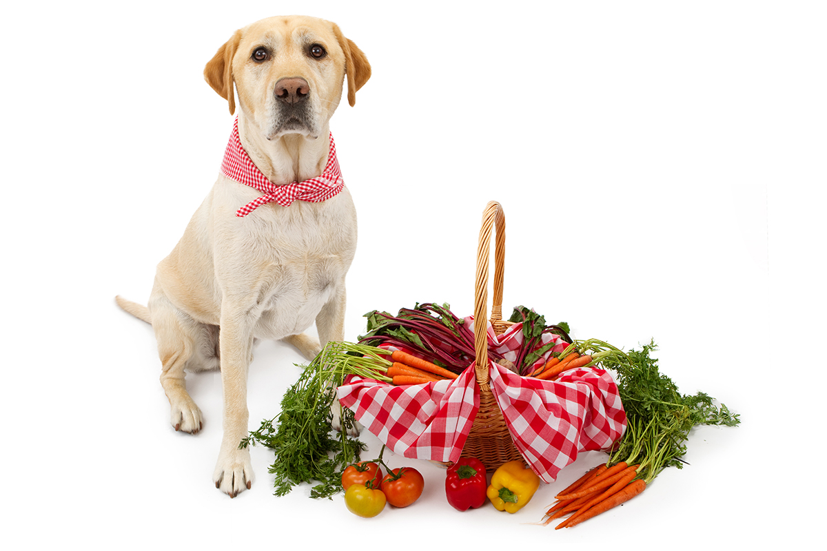 food-therapy-for-veterinary-technician-chi-university