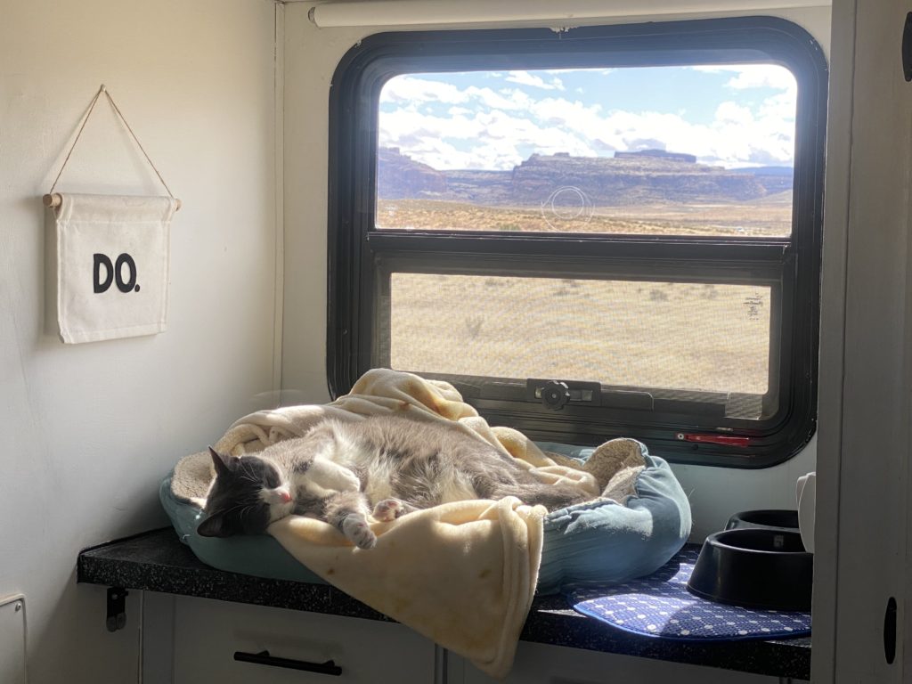 Cats tend to enjoy the views and freedom of RV life just as much as a dog.
