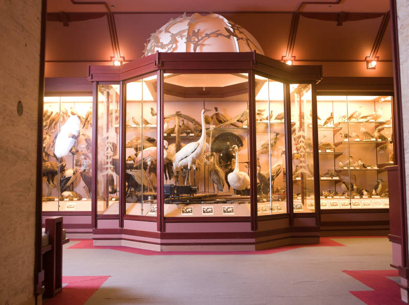 The Hall of Birds offers a rare opportunity to get up close with hundreds of species of birds.