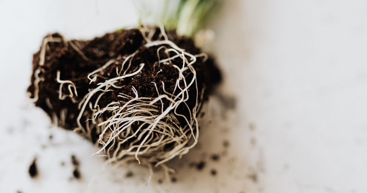 Philodendron repotting roots.png