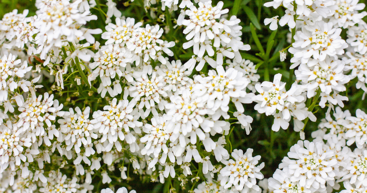 Candytuft.png