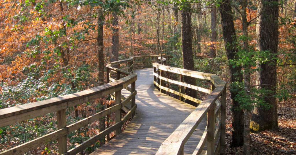 The boardwalk in Congaree National Park zigzagging through fall foliage