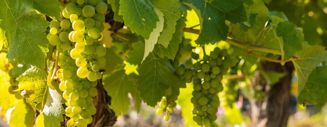 Bunches of sauvignon blanc grapes on the vine