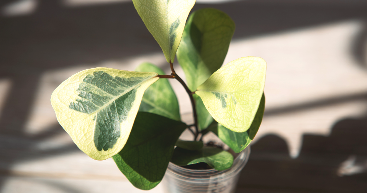 Ficus Triangularis.png