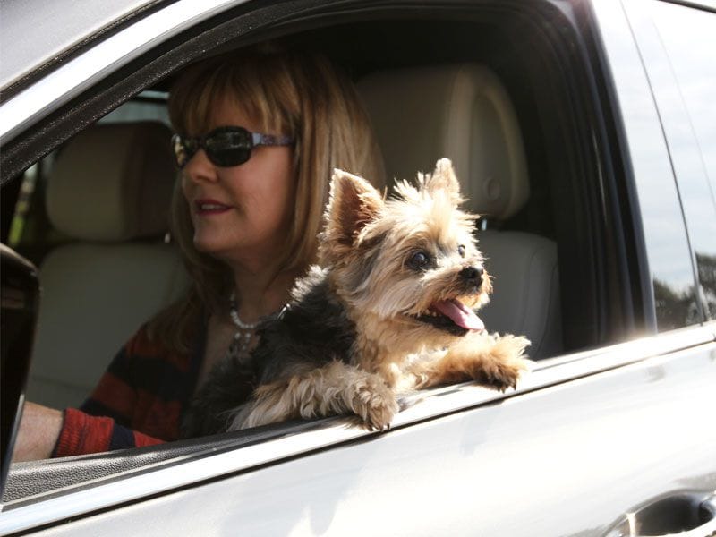 Driving with Dogs unrestrained ・  Photo by TJ Keon