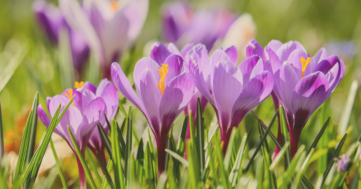 Crocus.png