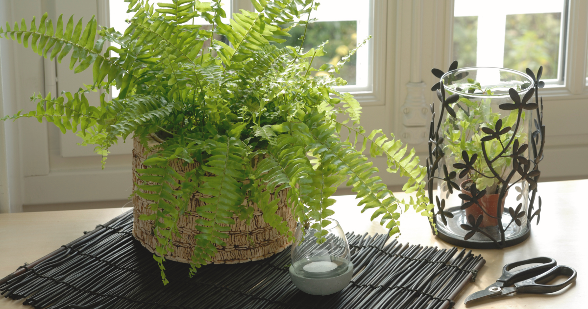 boston fern propagation.png