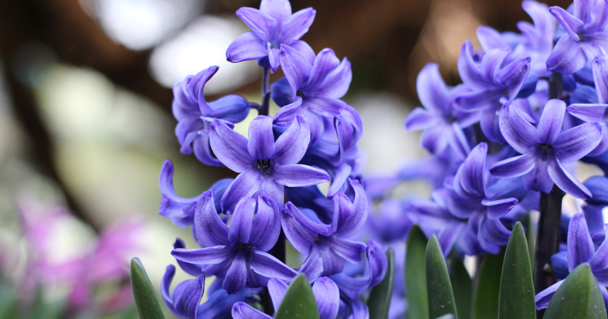 Hyacinths.png