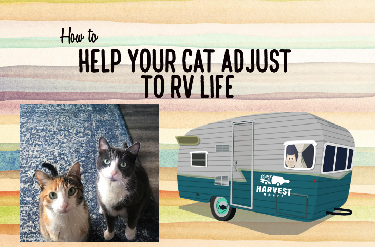 How to Help your Cat Adjust to RV Life
