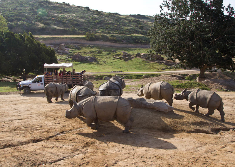 Safari Park Rhinos