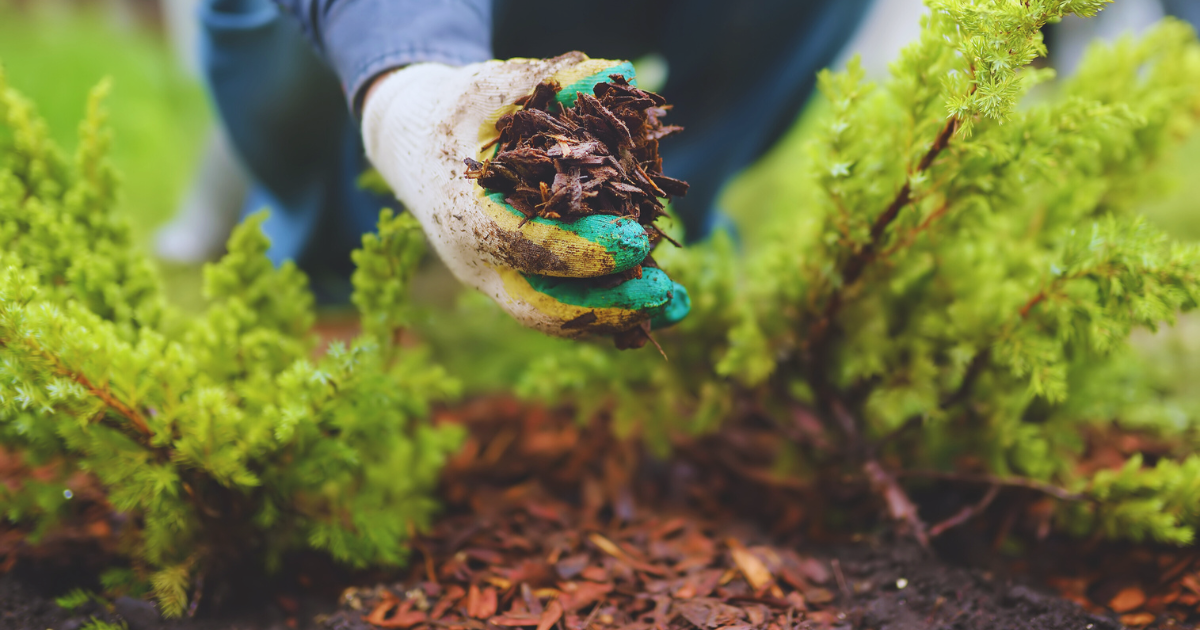 Using Mulch for Protection.png