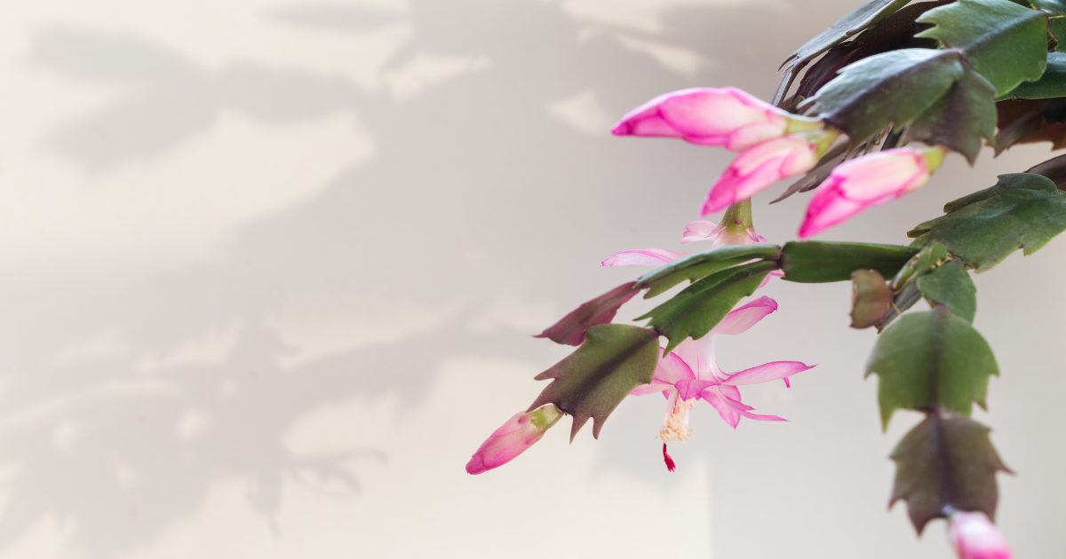 Christmas Cactus Blooming.png