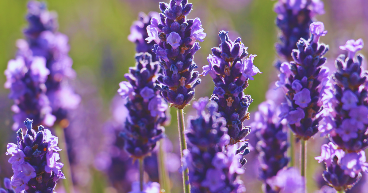 Pest in Lavender.png