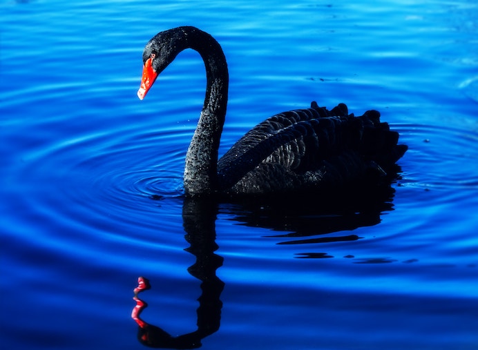 Black Swans