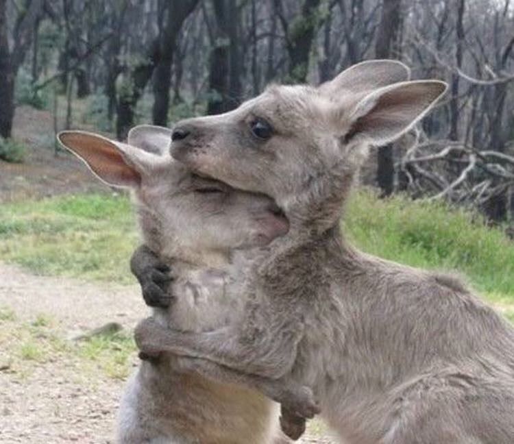 Kangaroos hugging