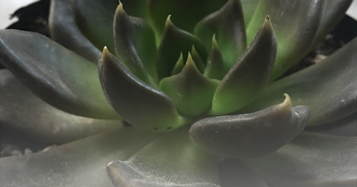 Echeveria -Black Prince-.png