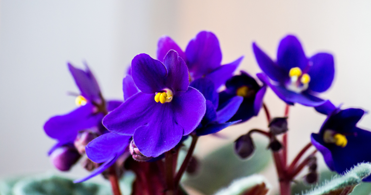 african violets (1).png