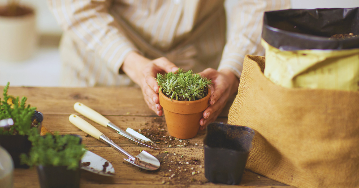Don’t fertilize right after repotting.png