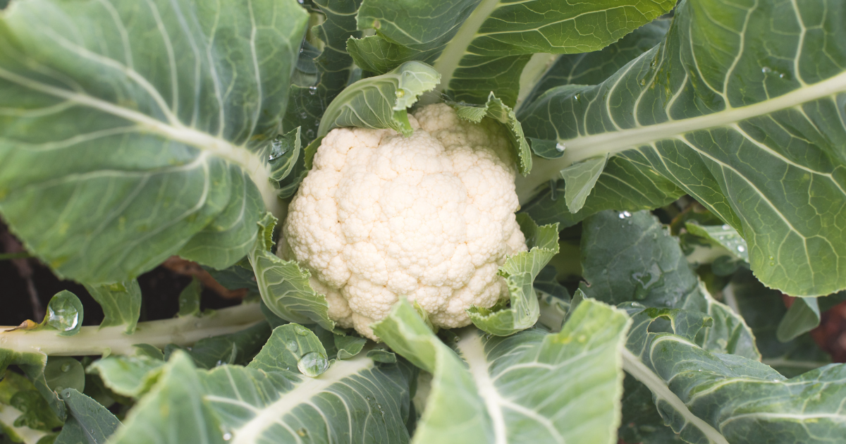 Cauliflower growing.png