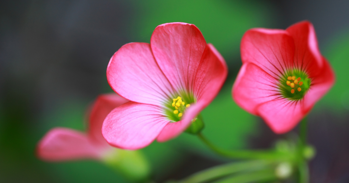 Flora | 12 Types of Oxalis: From Triangularis to Corniculata