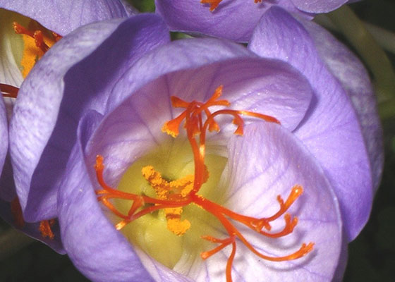 saffron crocus.jpg
