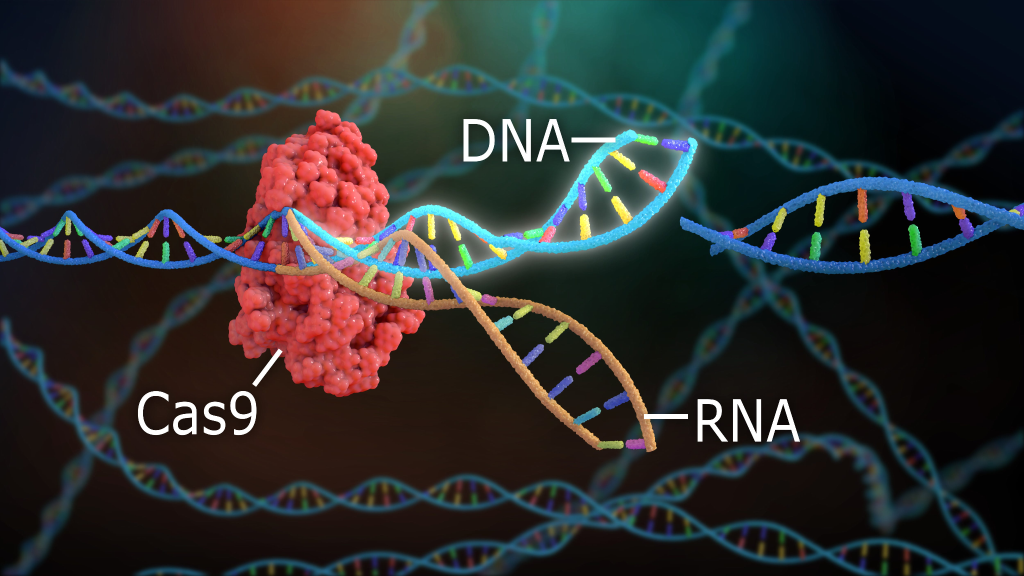 DNA_RNA_CAS9.png