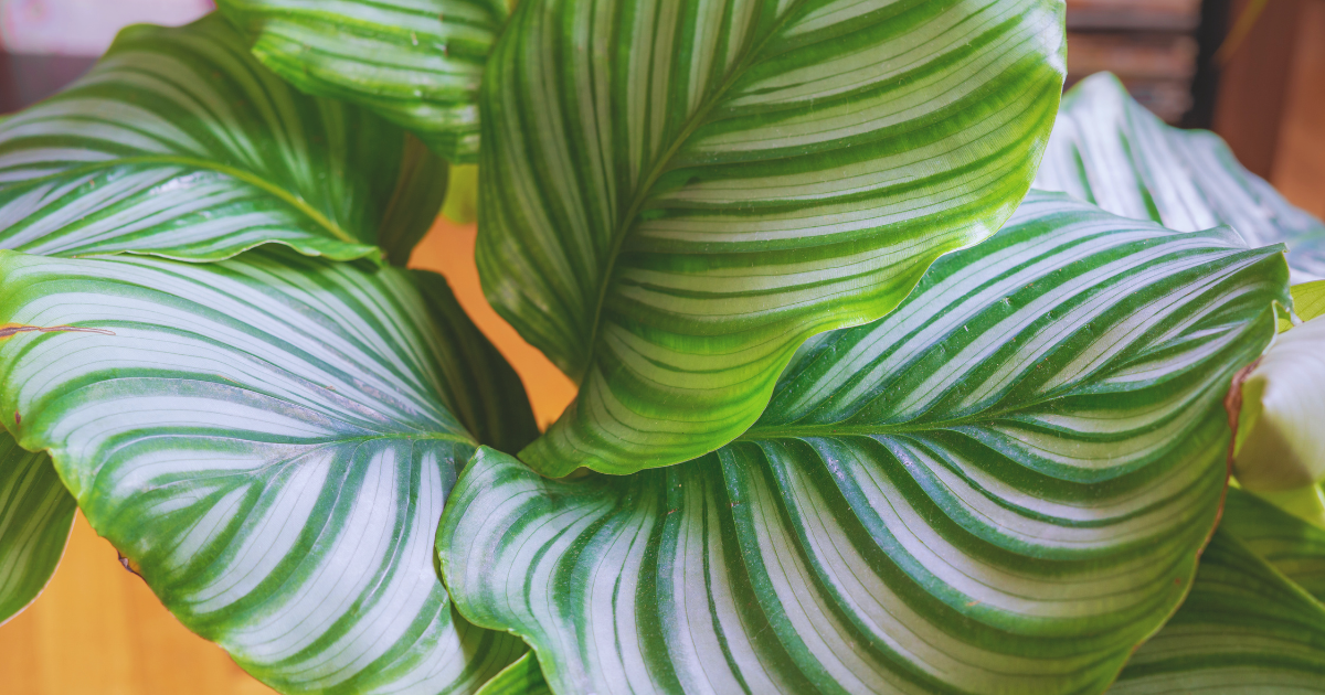 Calathea.png