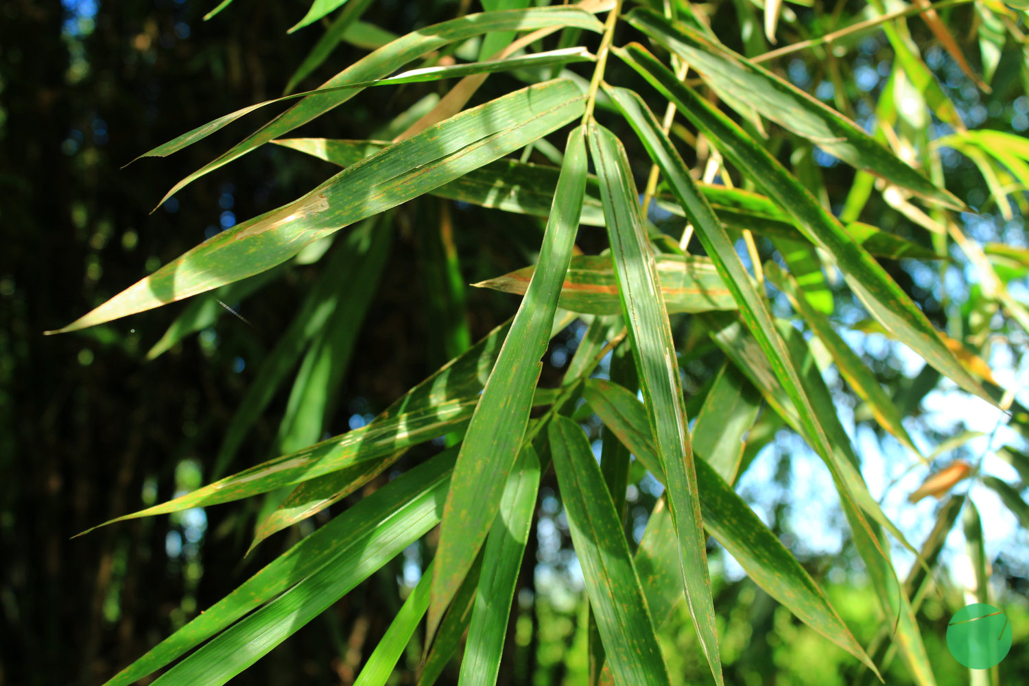 bambu - 2.jpg