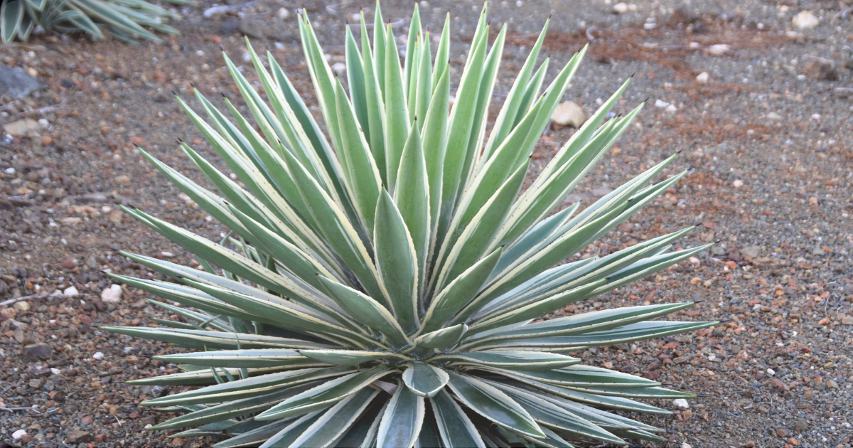 yucca pale leaf.png