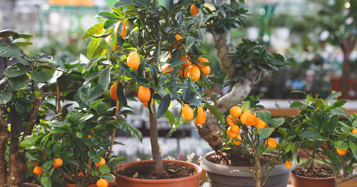 Dwarf Citrus Trees.png