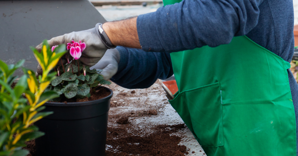 how to propagate cyclamen plant