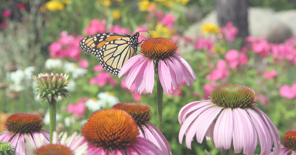 Purple Coneflower.png