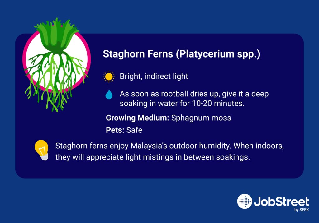 staghorn ferns