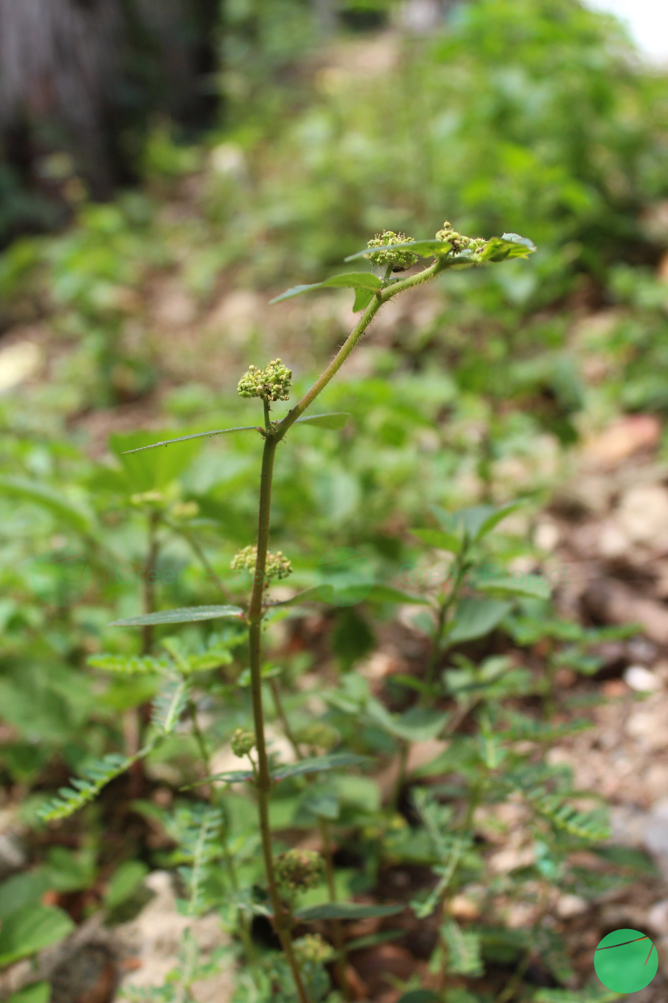 patikan kebo - Euphorbia hirta - 2.jpg