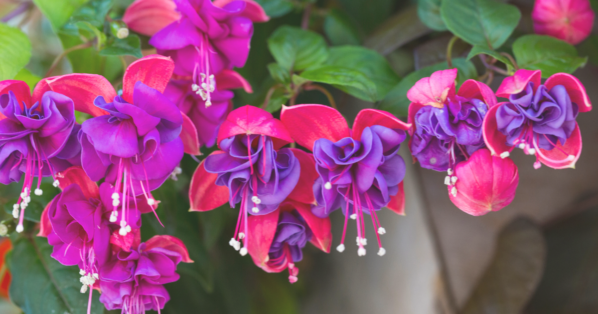 Fuchsia.png