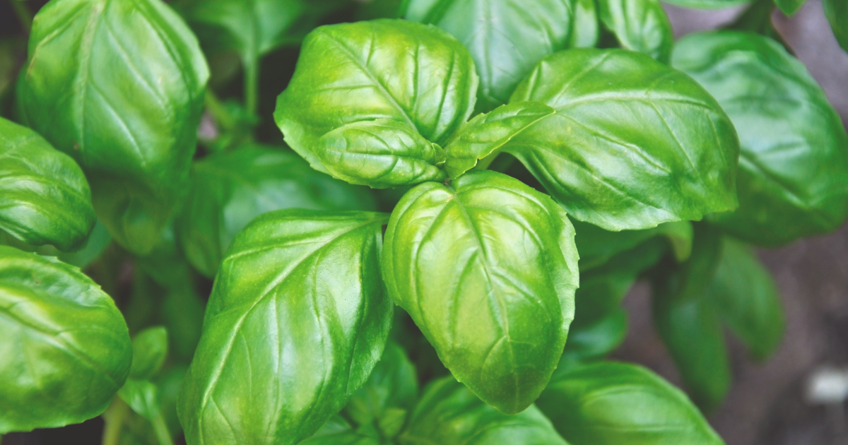 11 Basil Benefits (3).png