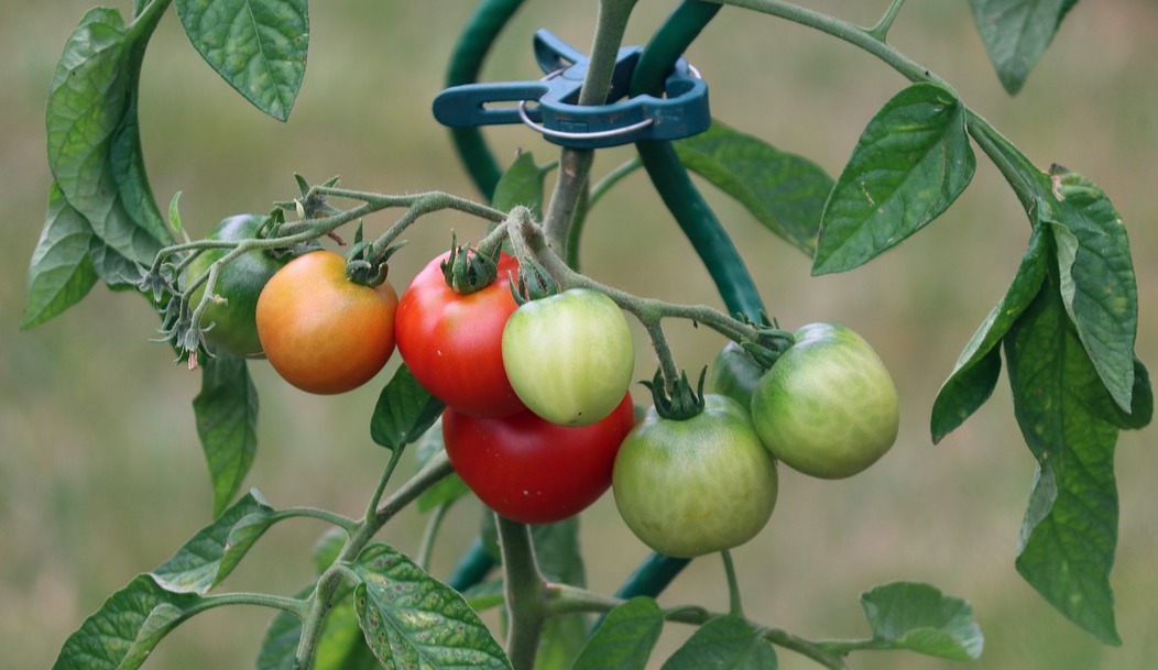 tomatoes-5414735_1280.jpg