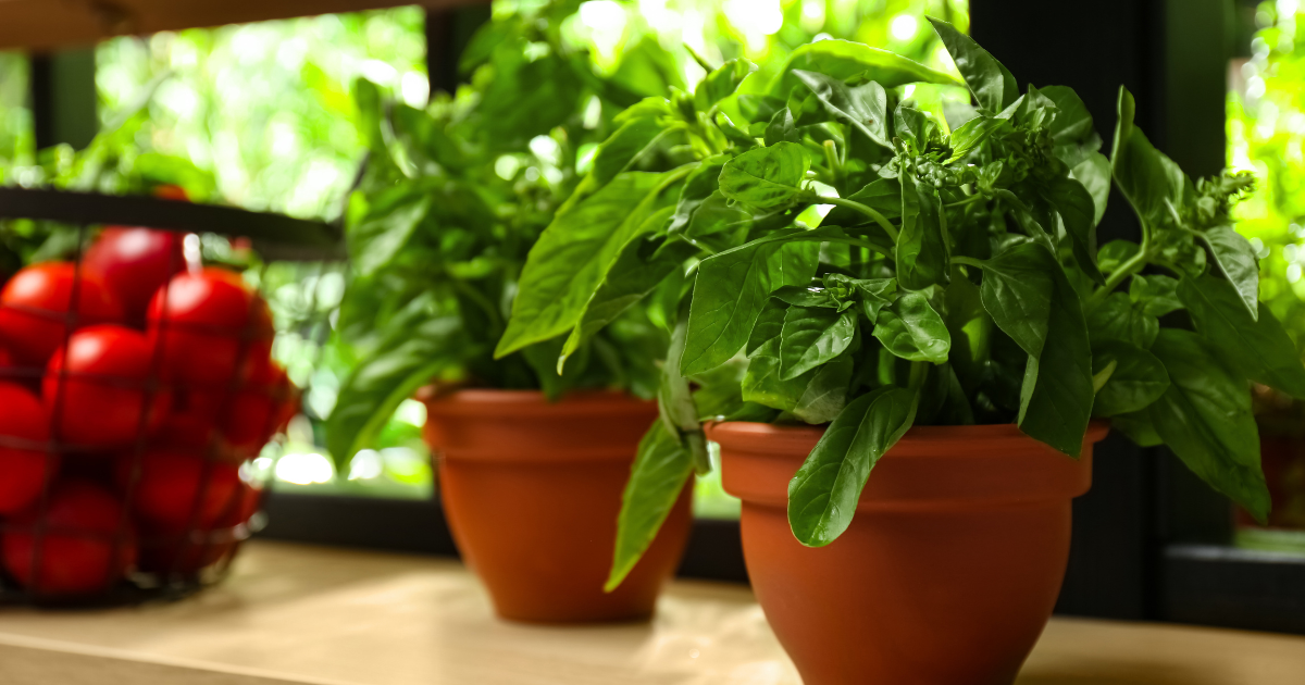 Flora Basil Plant Care Indoor Winter Keeping Basil Thriving