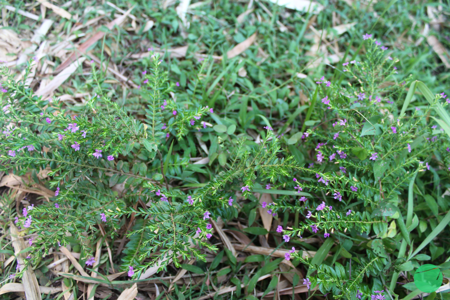 taiwan beauty - Cuphea hyssopifolia - 2.jpg