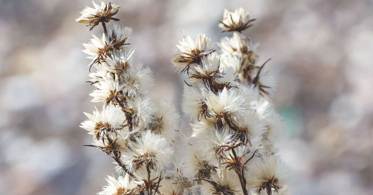 Winter Flowering Plant.png