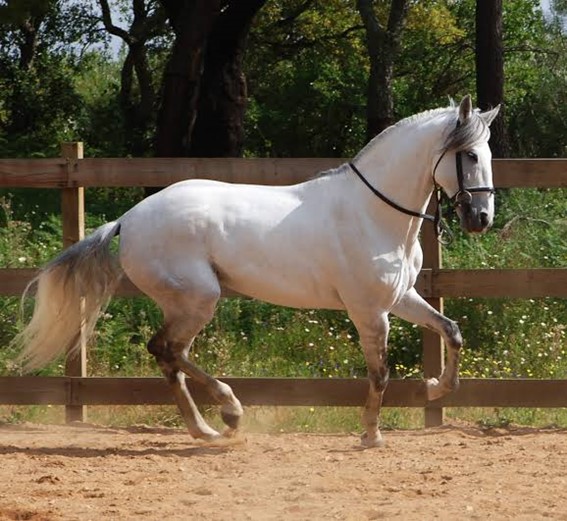 Cavalo: características, raças, importância - Brasil Escola