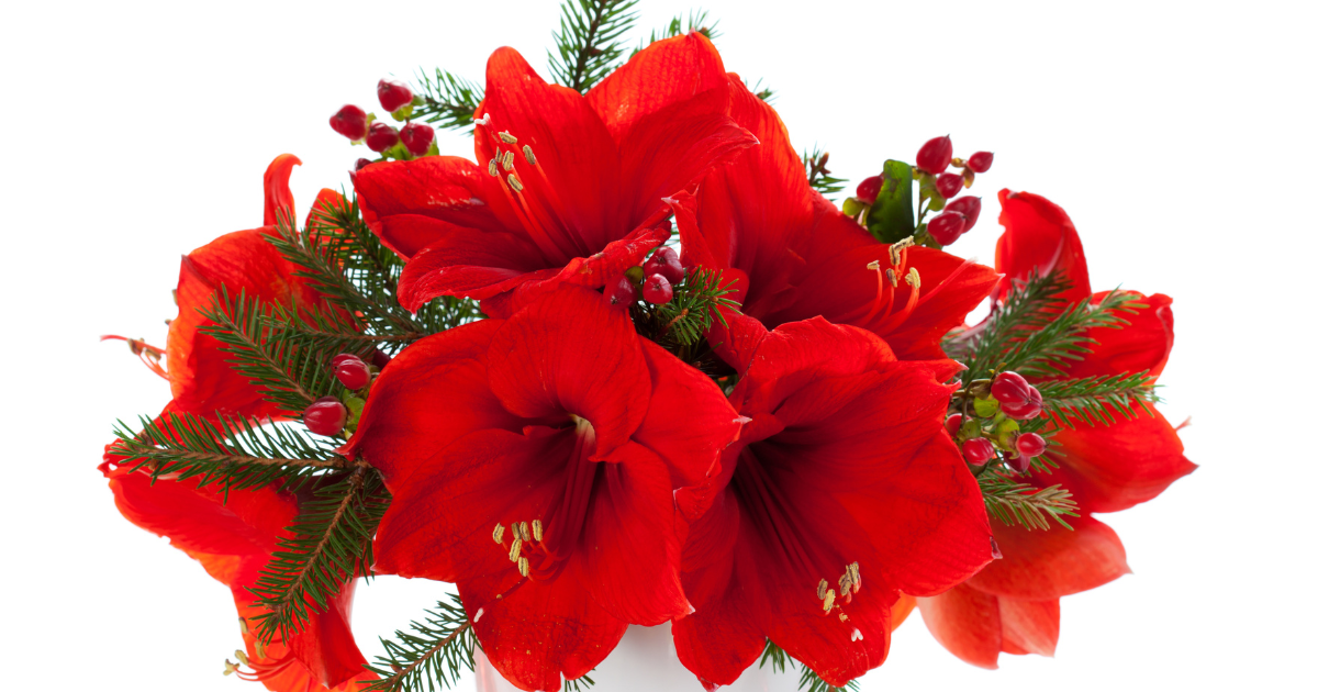 Outdoor Christmas Planter Ideas Classic Red and Green Arrangements.png