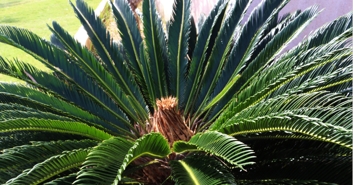 Sago Palms.png